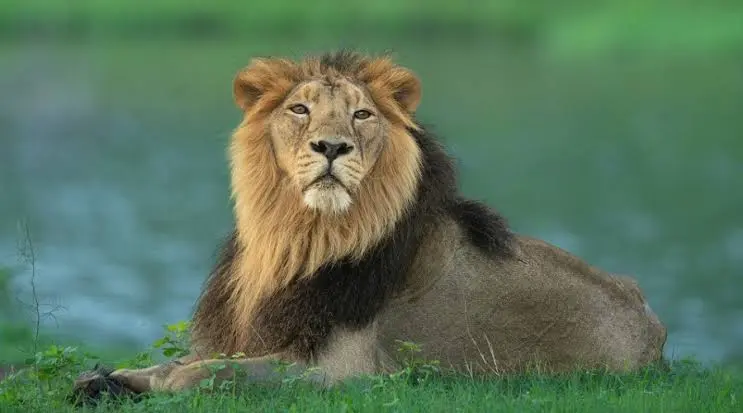Asiatic Lion