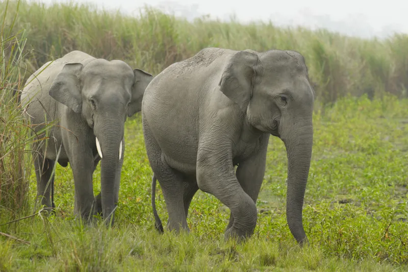 Indian Elephants